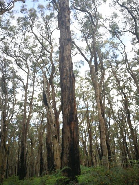 Main Ridge Nature Conservation Reserve