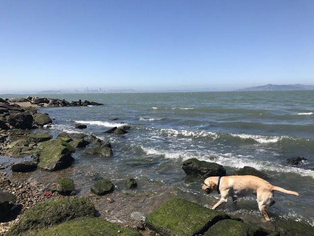 Point Isabel Dog Park