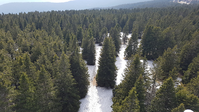 Gozdni rezervat greben Rogle