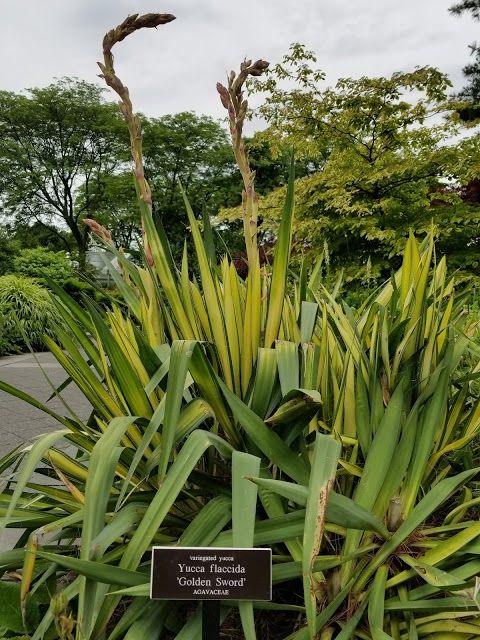 Bronx Botanical Garden