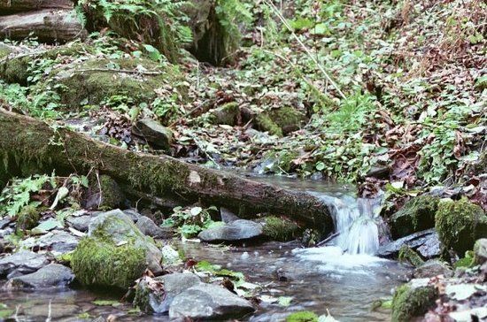 Tryon Creek State Natural Area