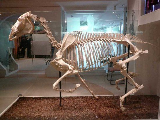 Museo de las Carreras