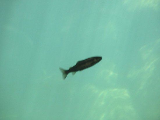 Taylor Creek Stream Profile Chamber