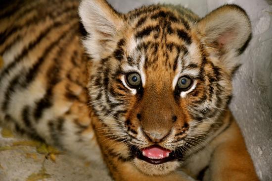 Parque Zoologico Gurabo