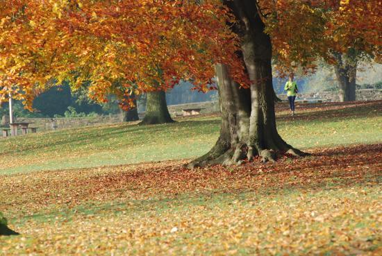 Abbey Fields