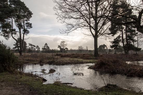 Skipwith Common National Nature Reserve