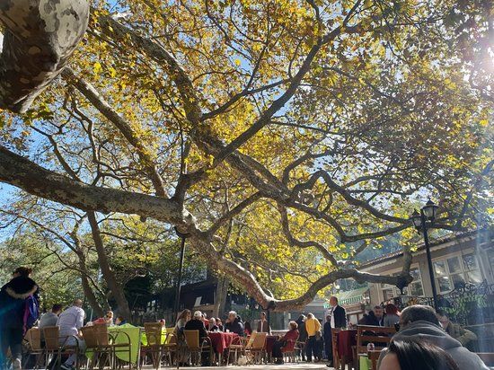 İnkaya Tarihi Çınar ağacı