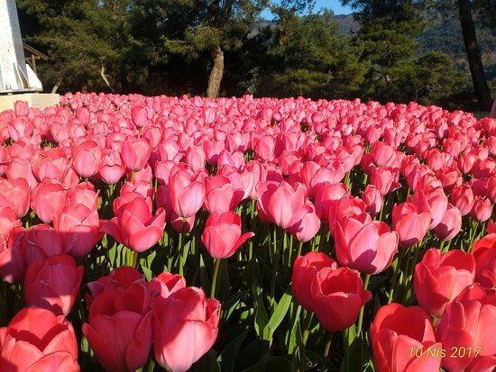 Atatürk Kent Ormanı