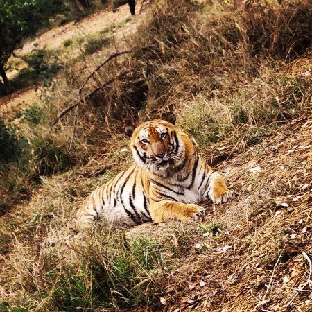 Tiger Safari