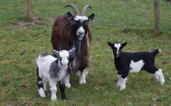 Kinderboerderij Minnebeek