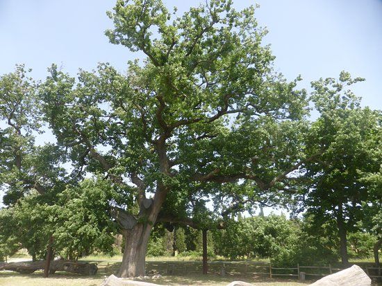 Quercia delle Checche