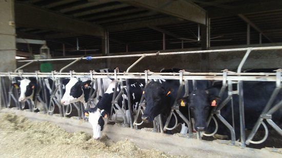 Azienda Agricola Moscattini