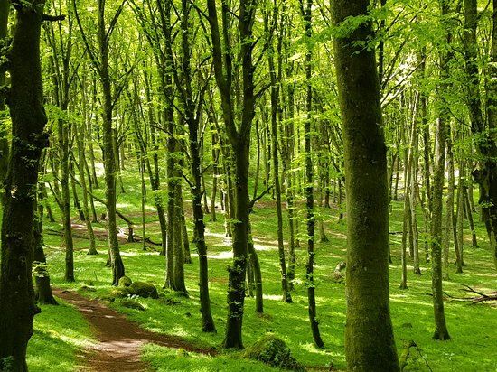 Faggeta del Monte Cimino