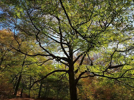 Judy Woods