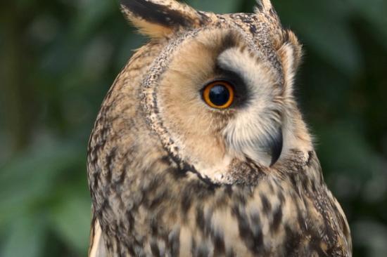 The Owls Trust