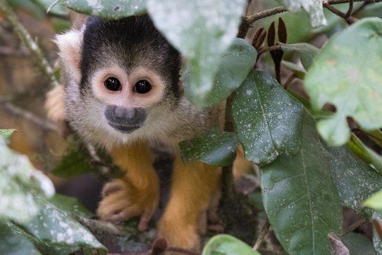 Monkeyland Primate Sanctuary