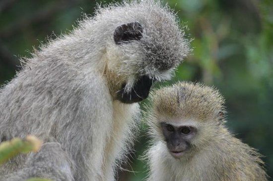 Vervet Monkey Foundation
