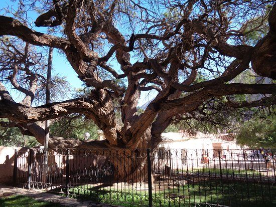 Algarrobo Histórico