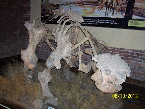 Museo Paleontologico