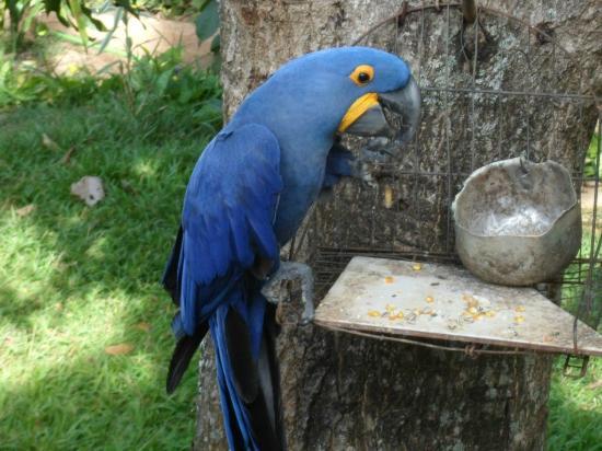 Joãozinho da Matinha Reserva Biológica