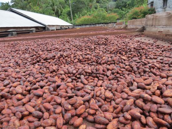 Diamond Chocolate Factory