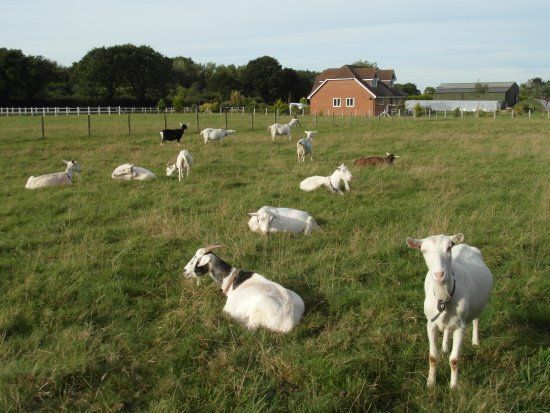 The Green Barn
