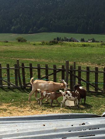 La Ferme des Marmottes