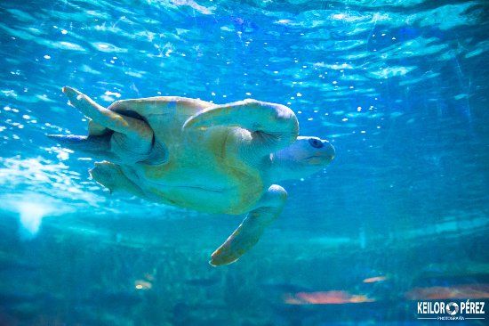 Parque Marino del Pacifico