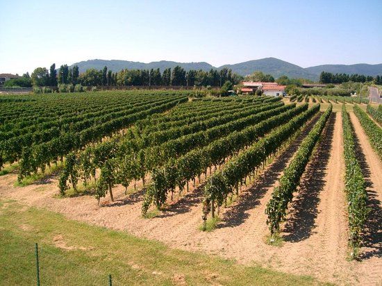 Exploitation viticole Azienda Vinicola Baia Del Sole