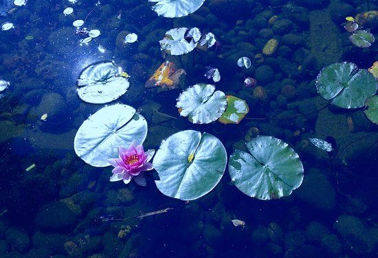 South Waterfront City Park