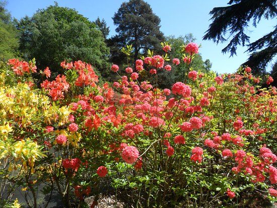 Stody Lodge Gardens