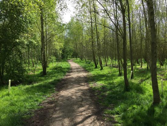 The Boston Woods Trust