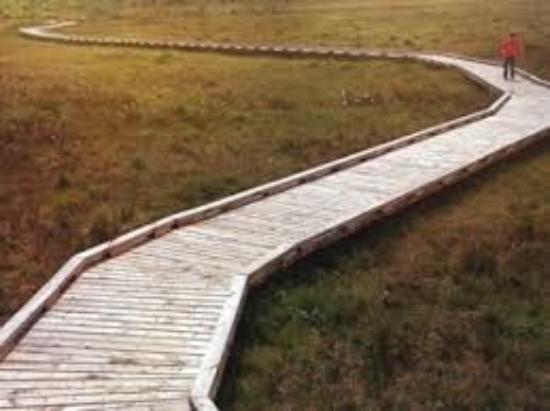 Clara Bog Boardwalk