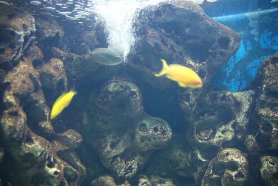 Bodorka Balatoni Vízivilág Látogatóközpont