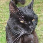 Biergarten Es Fasset