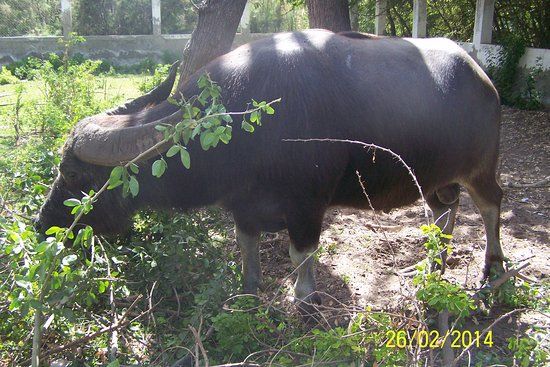 Parc Forestier et Zoologique de Hann