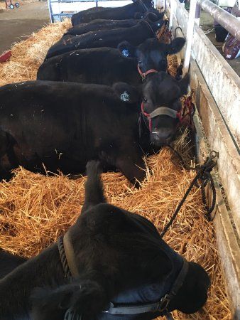 Foire de Santa Maria