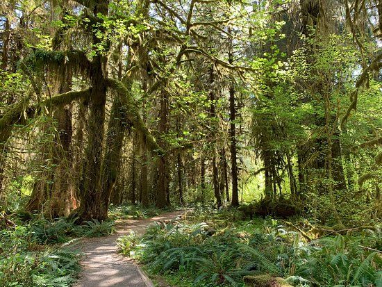 Hoh Rain Forest