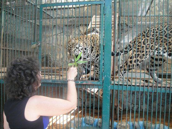 El Club de los Animalitos