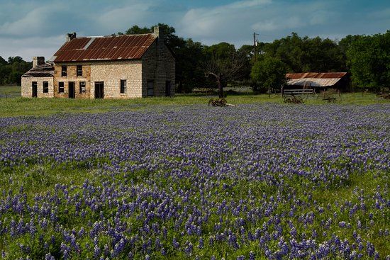The Bluebonnet House