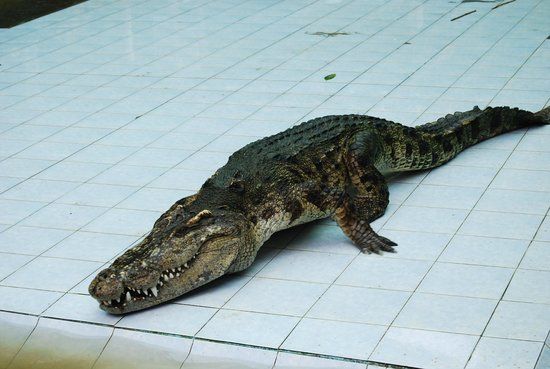 Ferme aux crocodiles de Samui