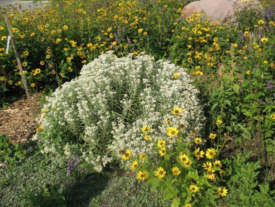 Living Prairie Museum