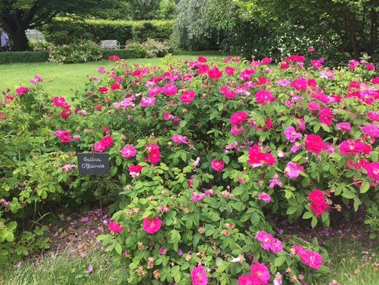 La Roseraie de Provins