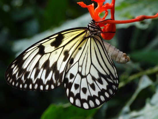 Jardins des papillons de Victoria