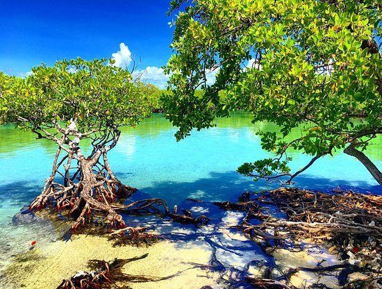 Bosque Estatal de Guanica