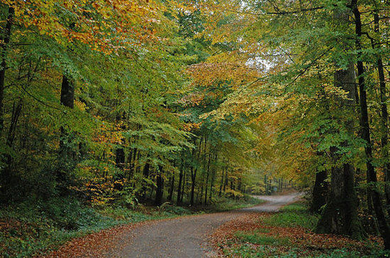 Berce Forrest