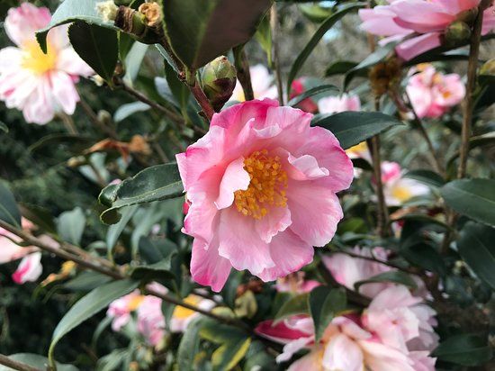 Botanischer Garten Gambarogno