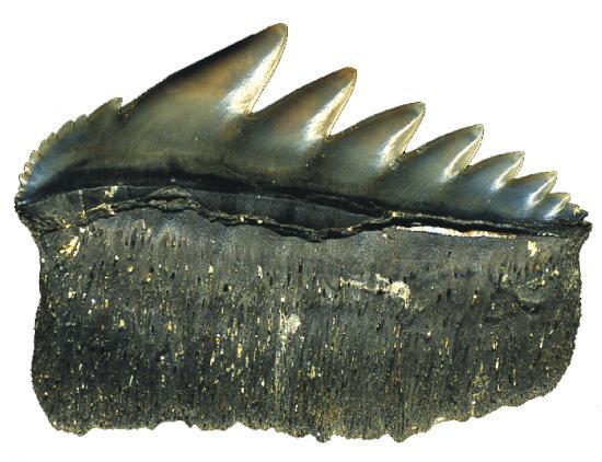 Réserve Naturelle Géologique de Saucats La Brède