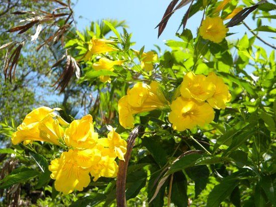 Jardin botanique de Nassau