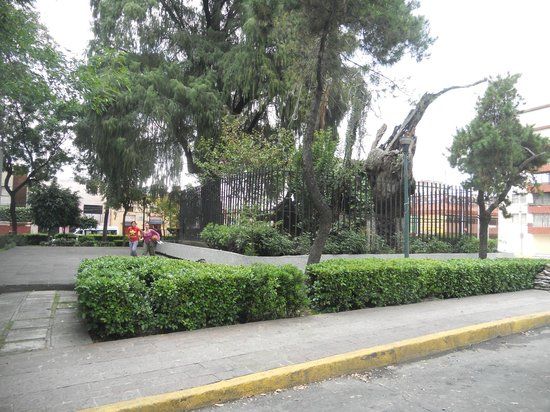 Arbol de la Noche Triste